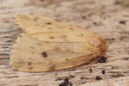 Photo for Natural closeup on the pale oclored round-winged muslin moth, Thumatha senex sitting on wood - Royalty Free Image