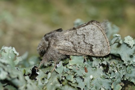 Foto de Natural closeup on the pale oak eggar moth, Trichiura crataegi, sitting on wood - Imagen libre de derechos