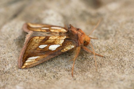Photo for Closeup on the colorful Goldspot owlet moth, Plusia festucae, sitting on a stone - Royalty Free Image