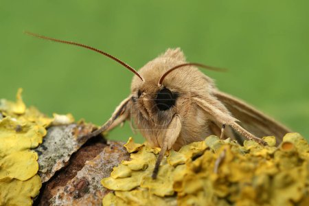 Foto de Detailed frontal closeup of the pale brown colored common wainscot moth, Mythimna pallens on a piece of wood - Imagen libre de derechos