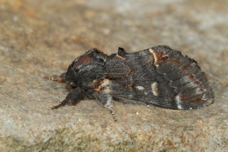 Photo for Detailed closeup on an Iron prominent moth, Notodonta dromedarius, sitting on stone - Royalty Free Image