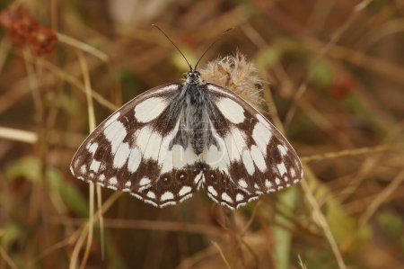Foto de Natural closeup on the marbled white butterfly, Melanargia galathea with half opened wings - Imagen libre de derechos
