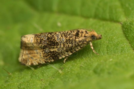 Téléchargez les photos : Natural macro closeup on the small Common marble trotrix moth, Celypha lacunana, sitting on a green leaf - en image libre de droit