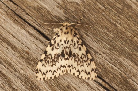 Photo for Detailed closeup on the black arches tussock moth, Lymantria monacha, sitting on wood - Royalty Free Image