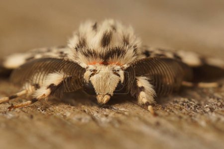 Photo for Detailed facial closeup on the black arches tussock moth, Lymantria monacha, sitting on wood - Royalty Free Image