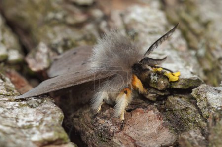 Photo for Detailed closeup on a hairy grey colored Muslin moth, Diaphora mendica, sitting on wood - Royalty Free Image