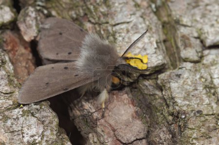 Photo for Detailed closeup on a hairy grey colored Muslin moth, Diaphora mendica, sitting on wood - Royalty Free Image