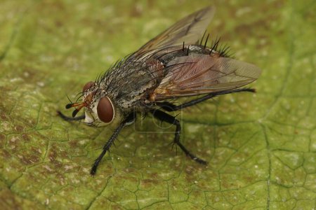 Téléchargez les photos : Close up of a rare tachinid fly, Peleteria iavana on green leaf showing the spiky hairs on the abdomen - en image libre de droit