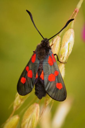 Foto de Natural vertical closeup on a colorful Five-spot Burnet moth, Zygaena trifolii - Imagen libre de derechos