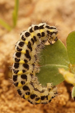 Foto de Natural closeup on the colorful caterpillar of the diurnal Five-spot burnet moth , Zygaena trifolii on the ground - Imagen libre de derechos