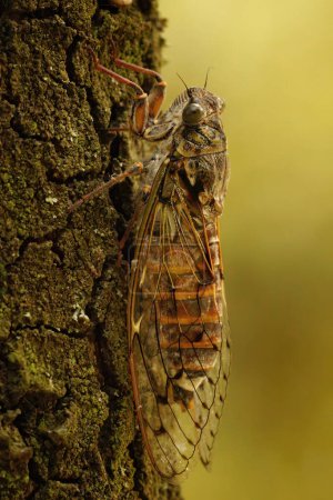 Foto de Natural closeup on a large European mediterranean tree-cricket, Cicada orni sitting well camouflaged on the bark of a tree in Southern France - Imagen libre de derechos