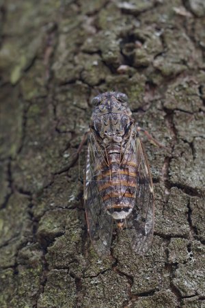 Foto de Natural closeup on a large European mediterranean tree-cricket, Cicada orni sitting well camouflaged on the bark of a tree in Southern France - Imagen libre de derechos