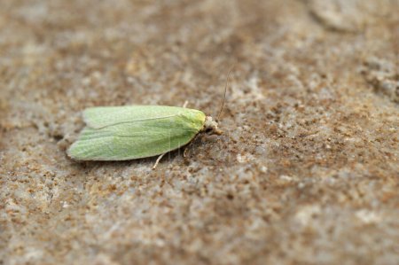 Téléchargez les photos : Detailed closeup on the small green tortrix oak moth, Tortrix viridana Tortrix viridana sitting on a stone - en image libre de droit