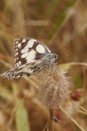 Foto de Natural closeup n the marbled white butterfly, Melanargia galathea - Imagen libre de derechos