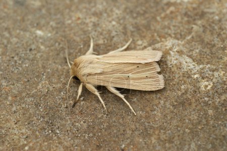 Foto de Detailed frontal closeup of the pale brown colored common wainscot moth, Mythimna pallens on a piece of wood - Imagen libre de derechos