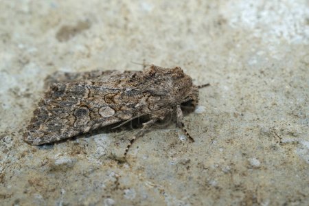 Foto de Detailed closeup on the nutmeg owlet moth, Anarta trifolii - Imagen libre de derechos