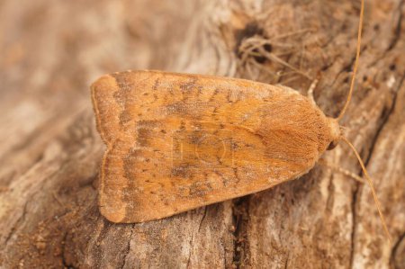 Photo for Detailed close on the Mediterranean Scarce bordered straw owlet moth, Helicoverpa armigera, sitting on wood - Royalty Free Image