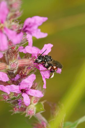 Photo for Natural closeup of the gorgeous, colorful cleptoparasite solitary bee, Epeoloides coecutiens drinking nectar from a purple loosestrife flower - Royalty Free Image