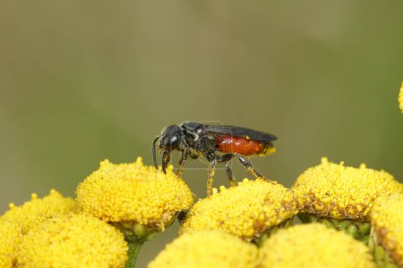 Photo for Natural closeup on the large, brilliant red cleptoparasite blood bee, Sphecodes species,sitting on yellow Tansy flower in the field, with copy space - Royalty Free Image