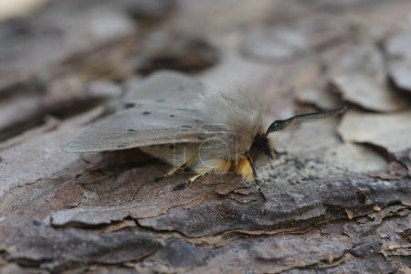 Photo for Detailed close-up macro image of grey brown colored Diaphora mendica, Muslin moth sitting on wood in the garden - Royalty Free Image
