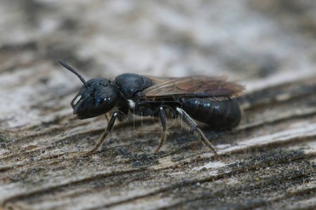 Photo for Detailed closeup on a Medterranean small mainly black colored Cucumber Small Carpenter solitary bee, Ceratina cucurbutina, sitting on wood - Royalty Free Image