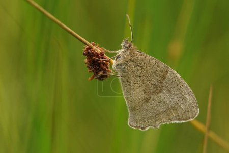 Téléchargez les photos : Natural closeup on a Meadow brown butterfly, Maniola jurtina , hiding in the grass in hte morning with closed wings - en image libre de droit
