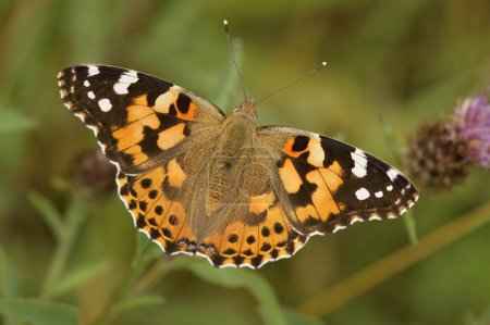 Detailed closeup on a colorful and fresh emerged Painted lady butterfly, Vanessa cardui, sitting on top of the vegetation with spread wings