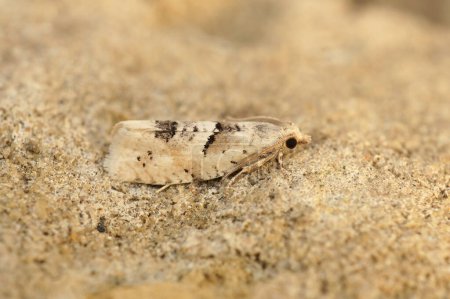 Téléchargez les photos : Detailed closeup on the small Crescent Bell tortrix leafroller moth, Epinotia bilunana sitting on a stone - en image libre de droit