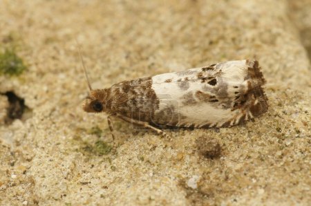 Téléchargez les photos : Detailed closeup on the small poplar shoot-borer moth, Gypsonoma aceriana sitting on wood in the garden - en image libre de droit