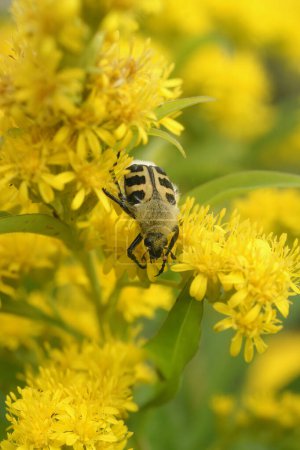 Téléchargez les photos : Natural close-up of a Smoothbarred Paintbrush Beetle, Trichius zonatus , perched on a yellow Solidago flower in the garden - en image libre de droit