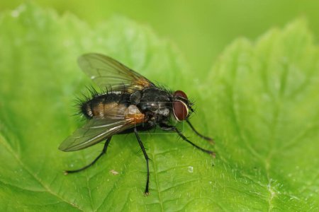 Téléchargez les photos : Detailed closeup on a hairy, Tachinid fly, Thelaira nigripes, sitting on a green leaf in the garden - en image libre de droit