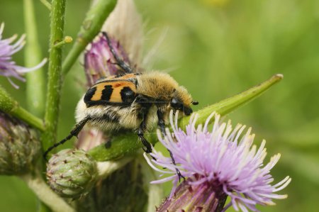 Téléchargez les photos : Natural close-up of a Smoothbarred Paintbrush Beetle, Trichius zonatus , perched on a purple thistle flower in the garden - en image libre de droit