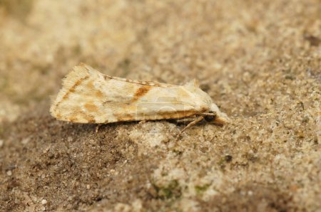 Téléchargez les photos : Detailed closeup on the straw conch micro moth, Cochylimorpha straminea, sitting on a stone - en image libre de droit