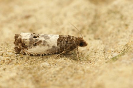 Téléchargez les photos : Detailed closeup on the small poplar shoot-borer moth, Gypsonoma aceriana sitting on wood in the garden - en image libre de droit