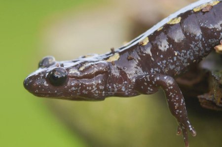 Foto de Detailed closeup on the rare and stream dwelling, yellow spotted European Caucasian salamander, Mertensiella caucasica - Imagen libre de derechos