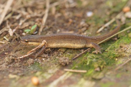 Foto de Detailed closeup on a terrestrial common European smooth newt, Lissotriton vulgaris, sitting in the garden - Imagen libre de derechos