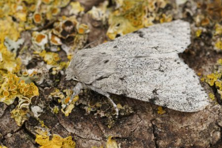 Foto de Detailed closeup on a grey , white Miller owlet moth, Acronicta leporina, sitting on a lichen covered piece of wood in the garden - Imagen libre de derechos