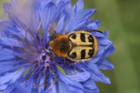 Téléchargez les photos : Natural close-up of a Smoothbarred Paintbrush Beetle, Trichius zonatus preched on a brigh blue cornflower, Centaurea cyanus - en image libre de droit