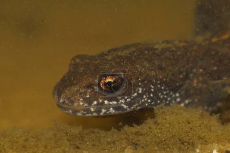 Téléchargez les photos : Underwater closeup on the head of a Danube crested newt, Triturus dobrogicus - en image libre de droit