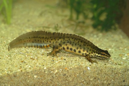 Foto de Detailed closeup on an aquatic crested male European common smooth newt, Lissotriton vulgaris underwater - Imagen libre de derechos