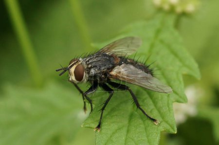 Téléchargez les photos : Detailed closeup on a European hairy tachinid fly, Eurithia anthophila, sitting on a green leaf - en image libre de droit