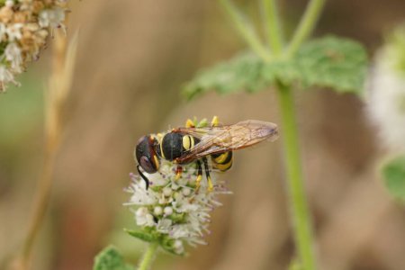 Foto de Natural closeup on the beewolf wasp, Philanthus triangulum, drinking nectar. This is a predator on honeybees - Imagen libre de derechos