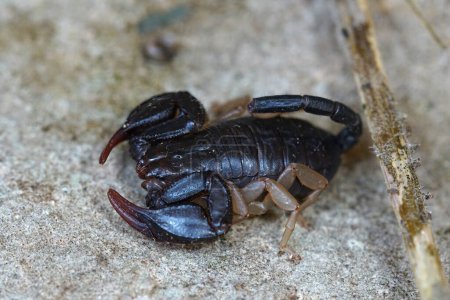 Foto de Detailed closeup on the European yellow-tailed scorpion, Euscorpius flavicaudis sitting on a stone - Imagen libre de derechos