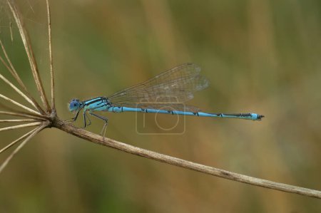 Foto de Primer plano natural sobre una rara mosca damisela de color azul, Erythromma lindenii - Imagen libre de derechos