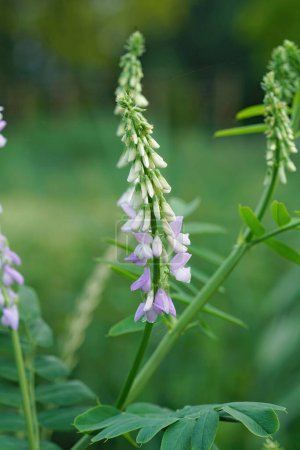 Vertical closeup on the emerging purple flowers of Goat's rue or Italian fitch, Galega officinalis, a pharmaceutical plant