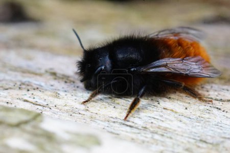 Téléchargez les photos : Gros plan détaillé sur une femelle duveteuse noire et orange, abeille solitaire maçon du verger européen, Osmia cornuta assise sur du bois - en image libre de droit