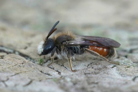 Foto de Primeros planos detallados de abeja minera de cinturón rojo macho, andrena labiata sentada sobre madera - Imagen libre de derechos