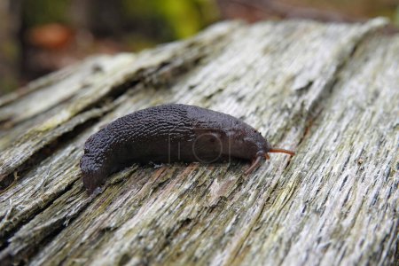 Photo for Natural closeup on the common great grey slug, Limax maximus sitting on wood - Royalty Free Image