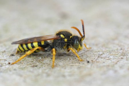 Détaché gros plan sur un mâle de l'abeille Nomade de Gooden noir et jaune, Nomada goodeniana