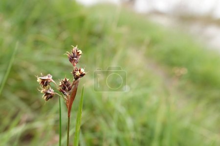 Photo for Narrow focus closeup on a flowering field wood-rush grass, Good Friday grass or sweep's brush, Luzula campestris in a meadow - Royalty Free Image